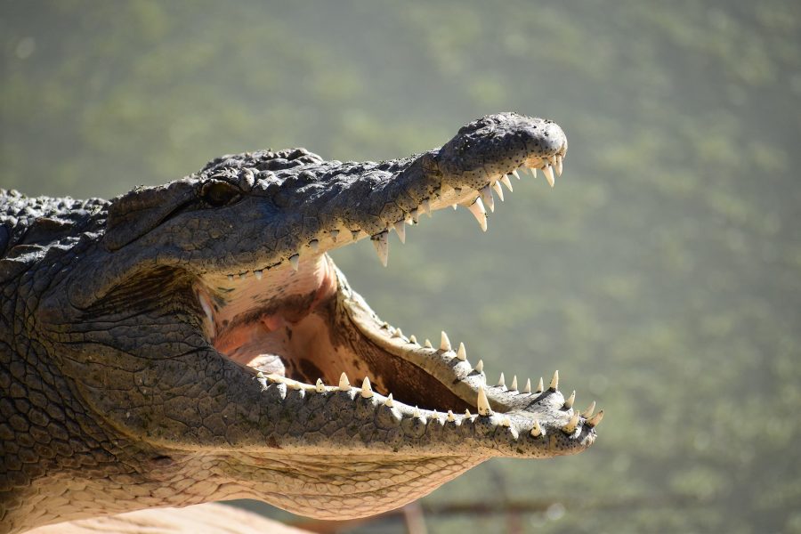 Keep Ahead of the Hiring Gator Jaw with These Three Steps